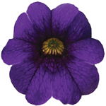 Calibrachoa PortuCal Trailing Blue
